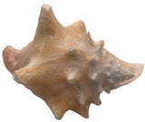 Natural Large Pink Conch Sea Shell Overall Size 9" x 7"