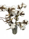 Cotton Branch Decor Real Cotton Buds Attached to Branches With Glass Bottle