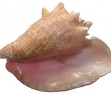 Natural Large Pink Conch Sea Shell Overall Size 9" x 7"